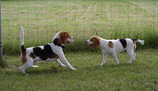 unsere Beaglehuendin Olga (rechts) und Beaglerde Nordberd alias Vicky